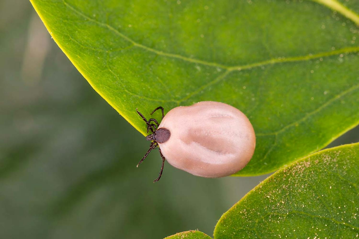 Livsfarlig fästing Vanlig fästing